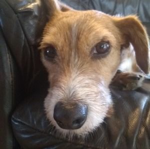 Meet your Posher, Buster